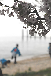 桜と琵琶湖と祭